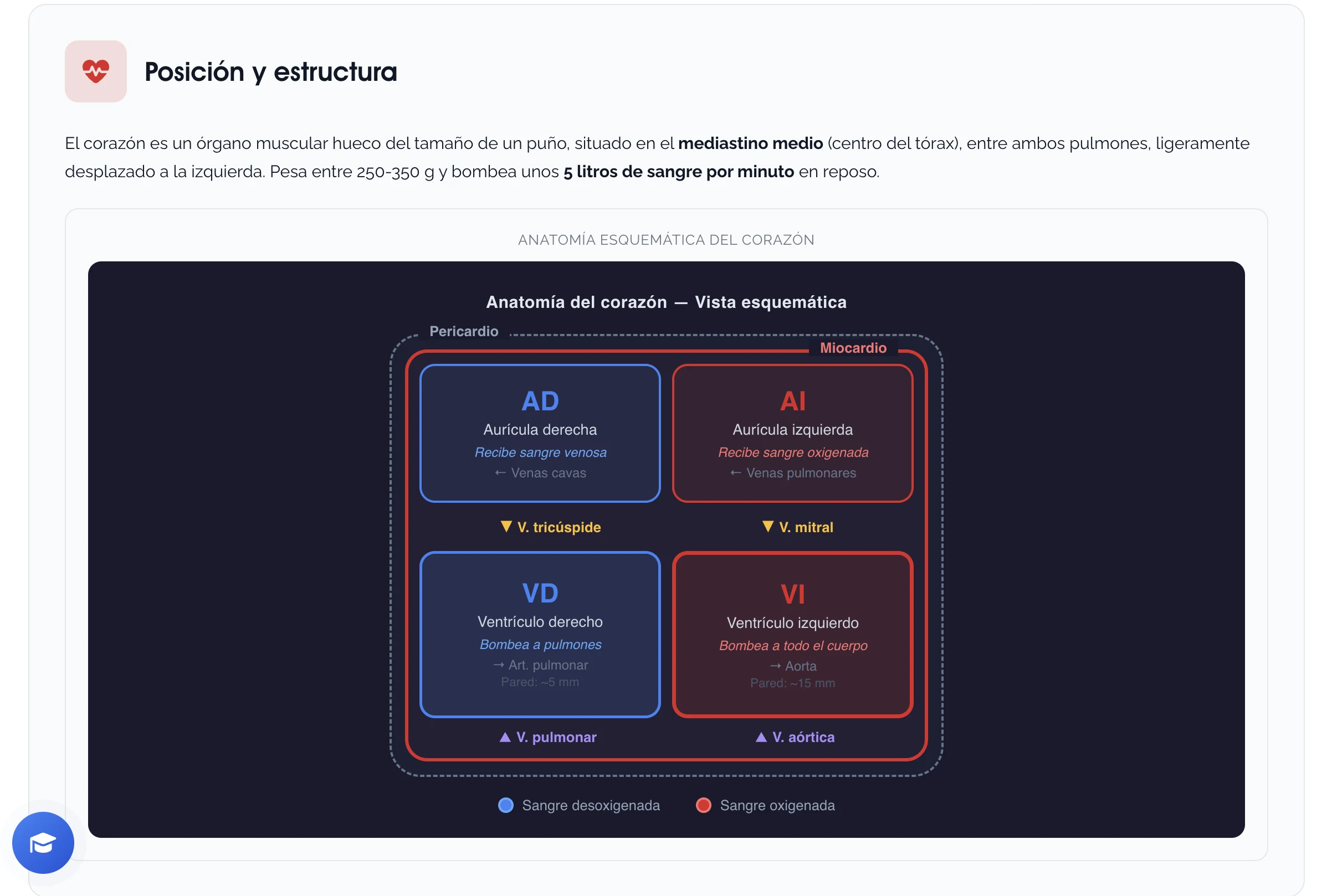 Anatomía del corazón — Vista esquemática