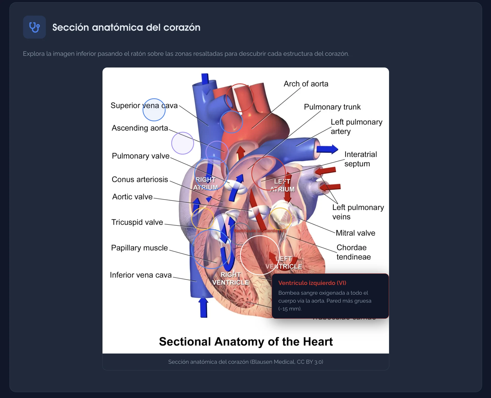 Sección anatómica interactiva del corazón