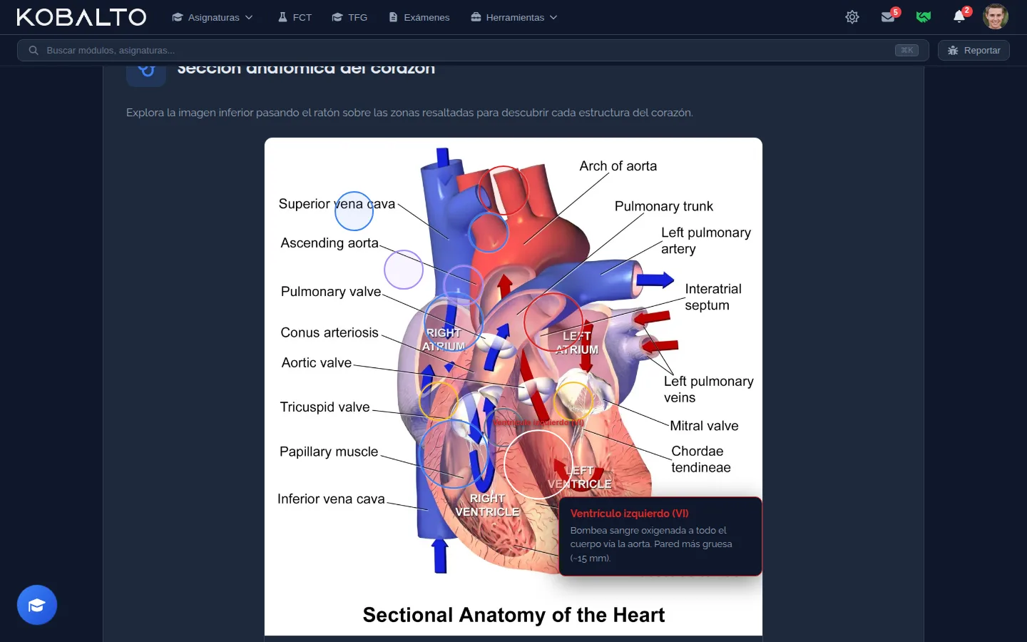 Teoría interactiva: sistema cardiovascular